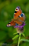 Peacock Butterfly